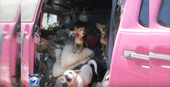 Chihuahuas Rescued From Trash Filled Van Find New Homes