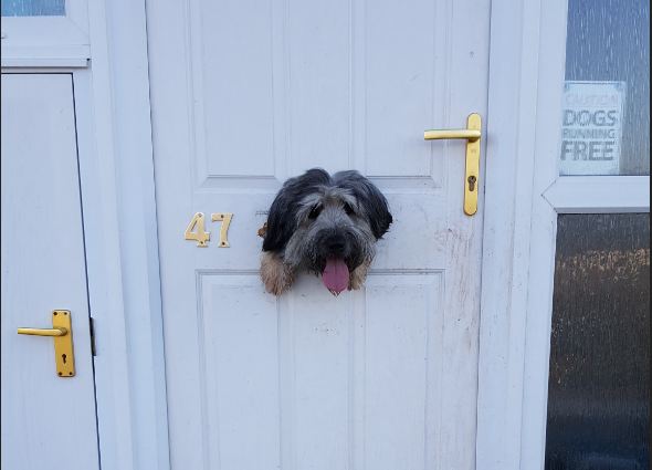 Mischievous Dog Eats Through Front Door