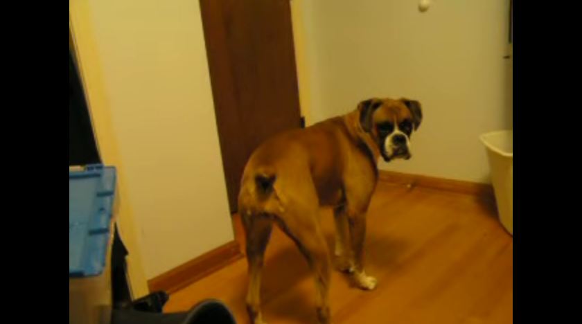 Dog Argues with Owner Because She WANTS to Go to Bed