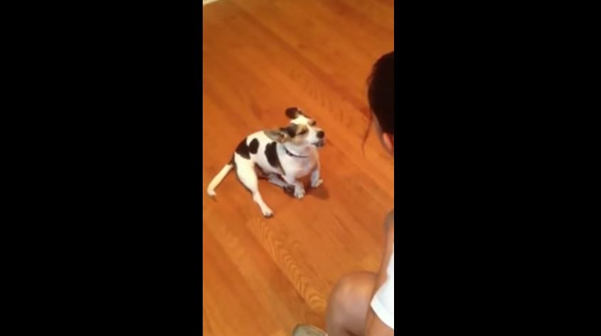 Watch This Woman Teaching Her Dog To Meow!