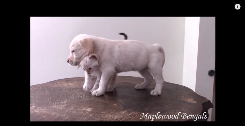 Watching A Snow Bengal Kitten Become Friends With A Lab Puppy Is Way Too Precious