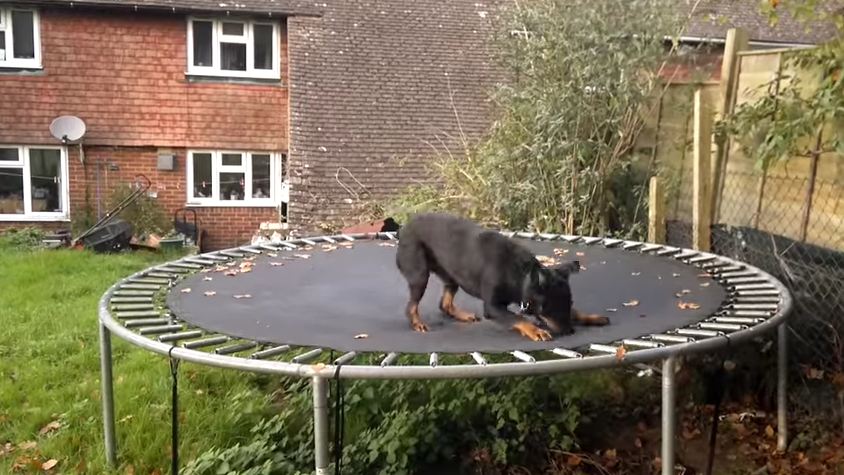 Watch This Happy Dog Having The Time Of Her Life On The Trampoline!