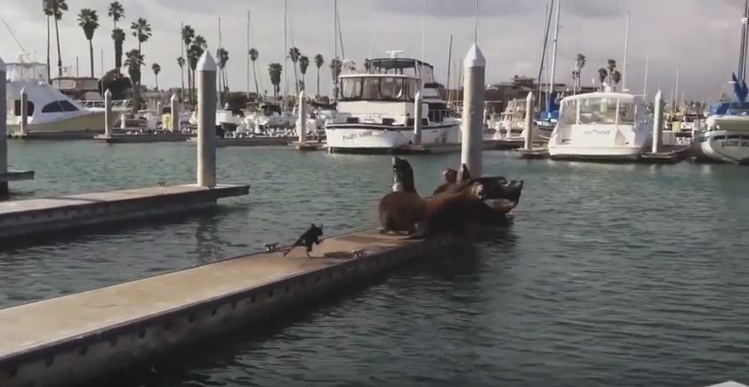 This Brave Dog Knows How To Tell The Seals That The Dock Is His Turf