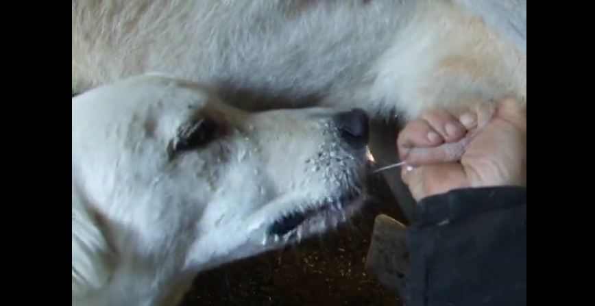 Guard dog prefers her milk straight from the source