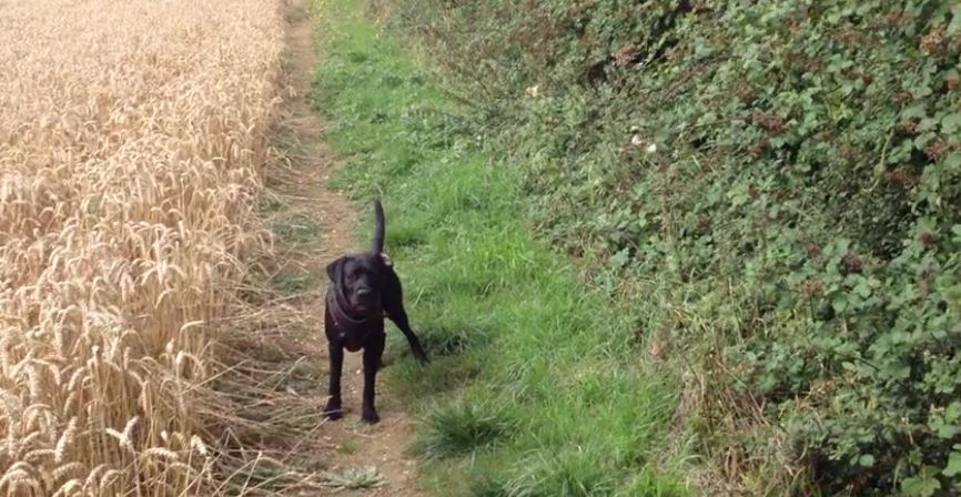 Dog playing fetch in a wheat field takes game to the next level