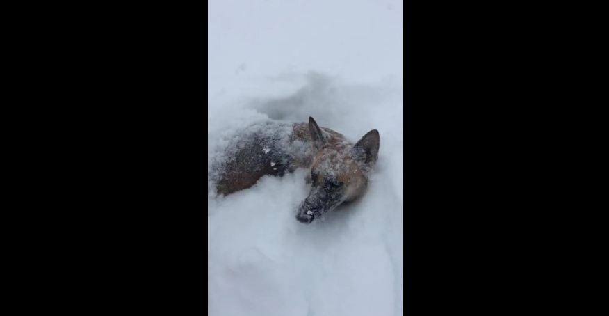 German Shepherd makes the most of blizzard aftermath