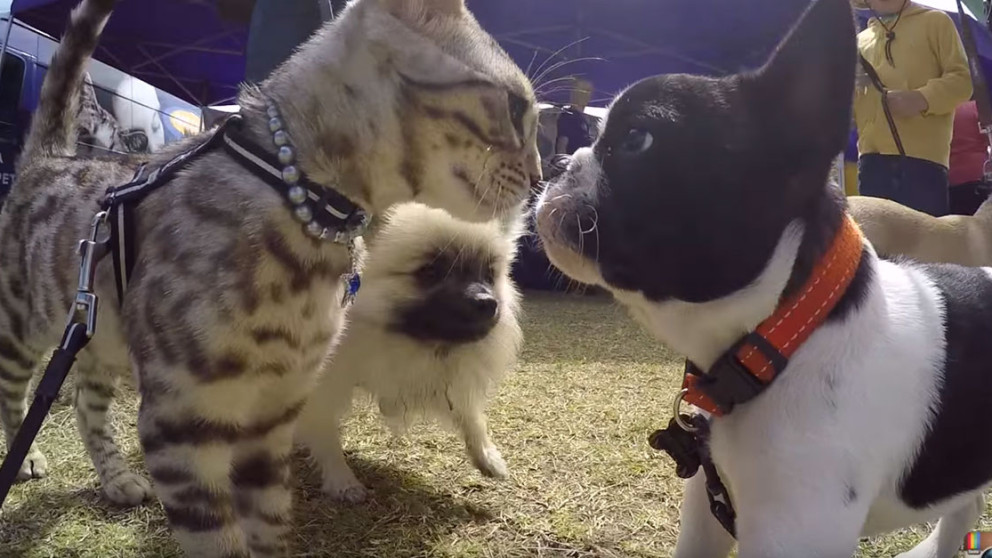 Boomer, The Cat, Meets 50 Dogs. Watch The Adorable Nose To Nose Action!