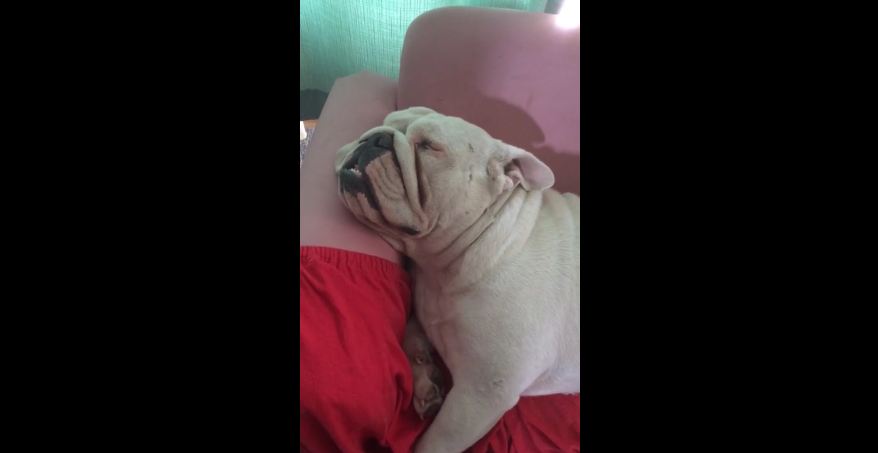 It’s a good thing this deaf Bulldog can’t hear herself snore!