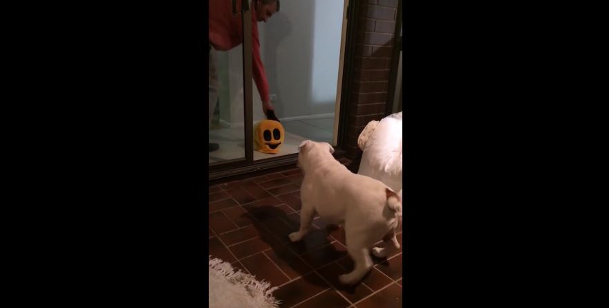 Deaf bulldog doesn’t like Halloween mask