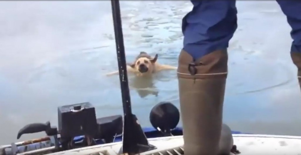 Dog Clinging To A Piece Of Ice Is Spotted By Boaters And Saved!