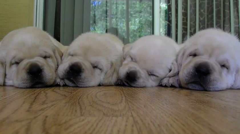 Four Sleepy Lab Puppies Snuggle Up For Nap Time Together