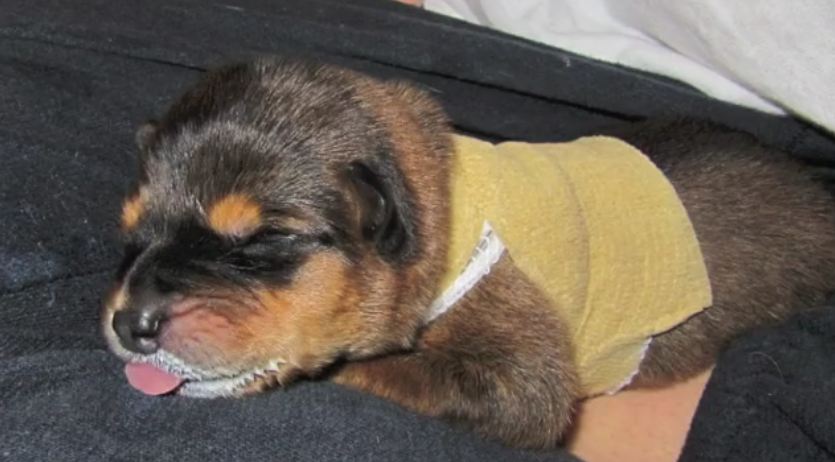 Tiny Miracle Puppy With Special Needs Completely Defies The Odds