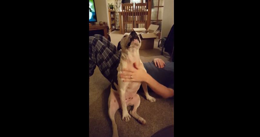 Bull Terrier refuses to let his owner stop rubbing his tummy