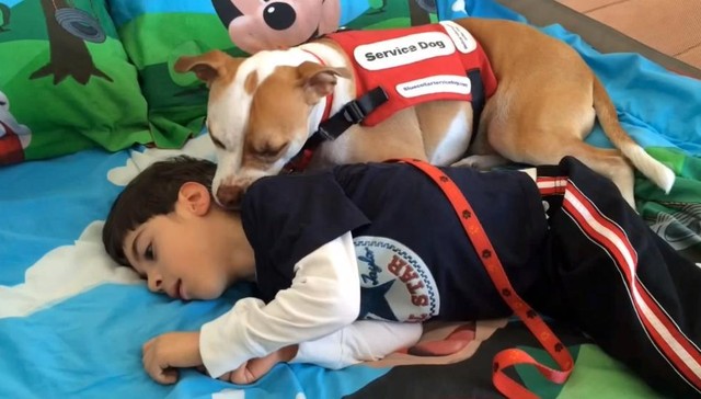 Service Pit Bull Wins Right To Attend School With His Very Special Human. This Made Me SO Happy