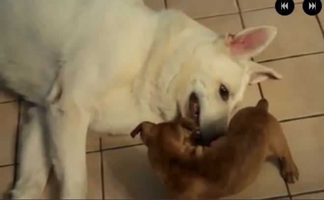 Watch This Gentle Big Dog Play With His Adorable Puppy Companion