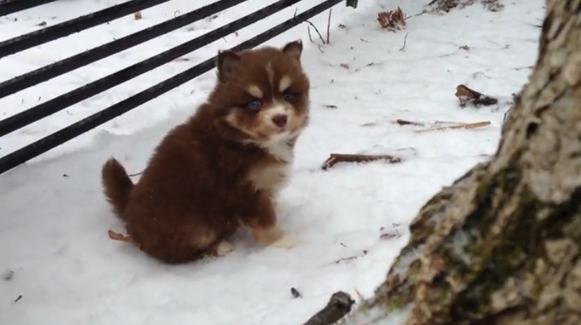 Baby Pomsky Puppies Play Around In The Snow