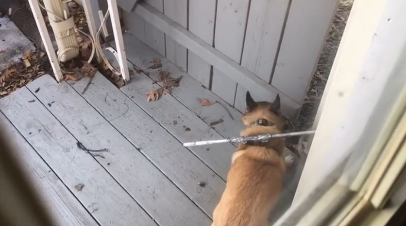 Dog Owners Come Up With A Genius Solution To Keep Their Pup Inside The Fence