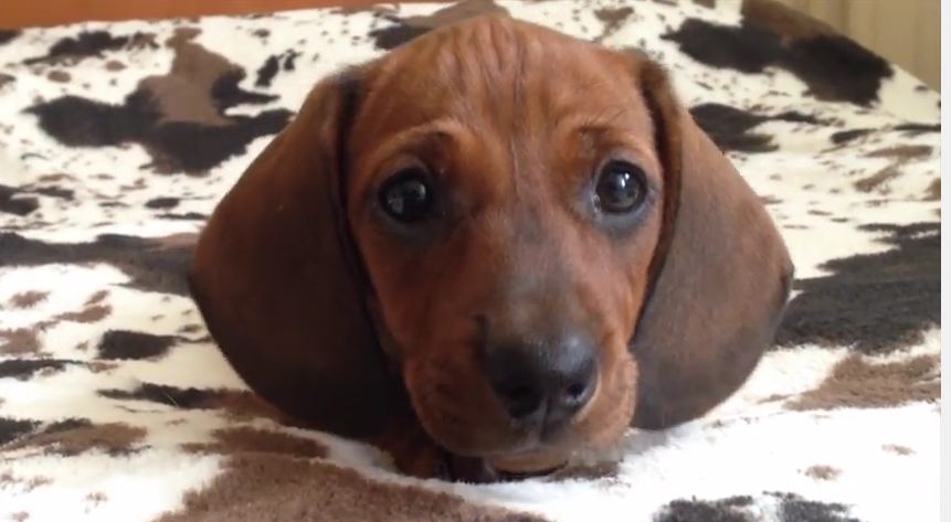 Lory: Timeline of an Adorable Dachshund