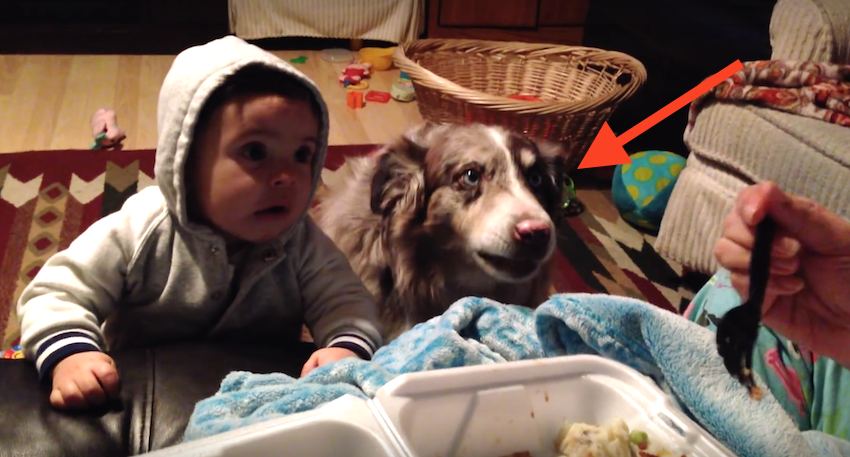 She Wants Her Baby To Say ‘Mama,’ But It’s The Dog You’ll Want To Pay Attention To