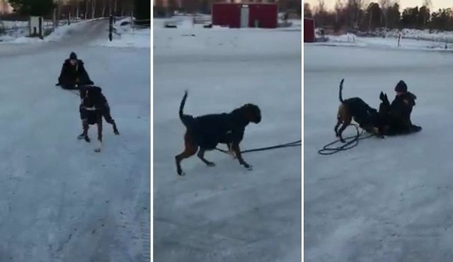 Human Tries To Make Her Dog Pull The Sled…Now Watch What Happens