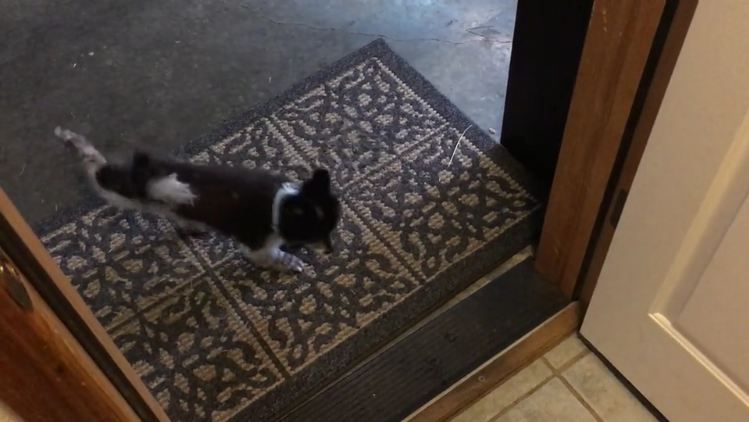 Before Entering The House, This Little Dog Does The Most Adorable Thing