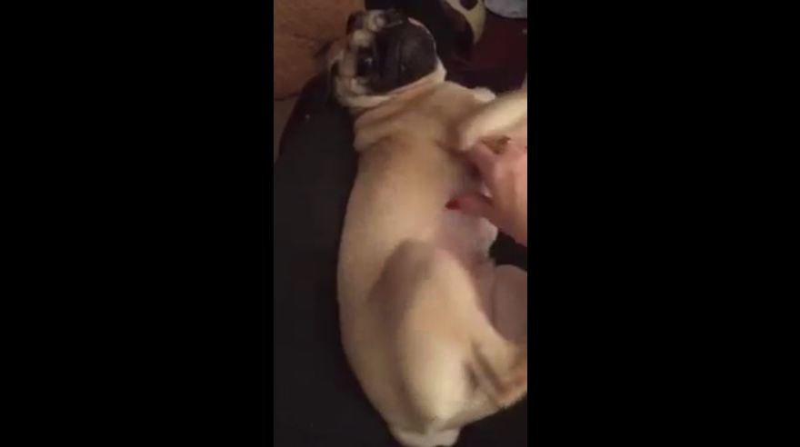 Gizmo the Pug loves to be tickled