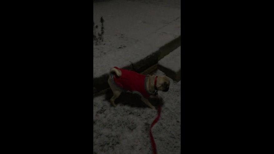 Gizmo the Pug puppy’s first snow encounter