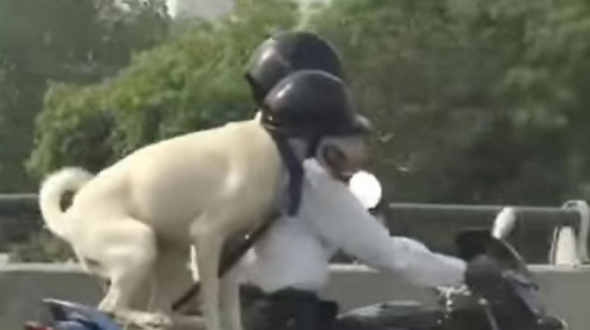 Dog Obeys Transit Laws and Wears Safety Helmet