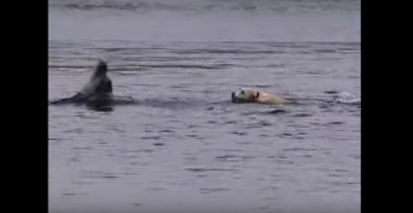 Dog and Dolphin Best Friends Swim Together Every Day