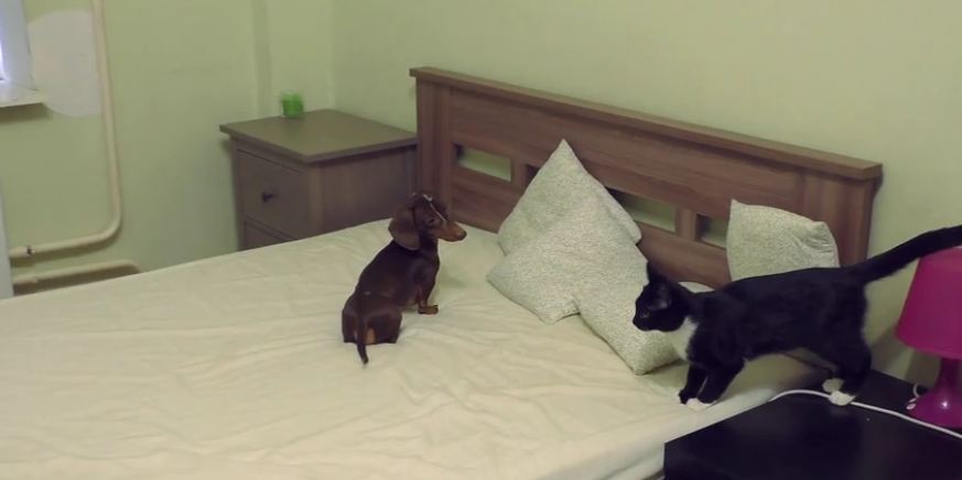 A Weenie Dog And A Kitten Face Off For Domination Over The Bed