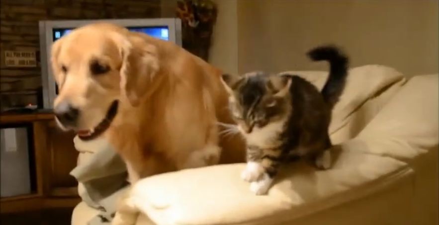 Dog and cat battle for spot on the couch
