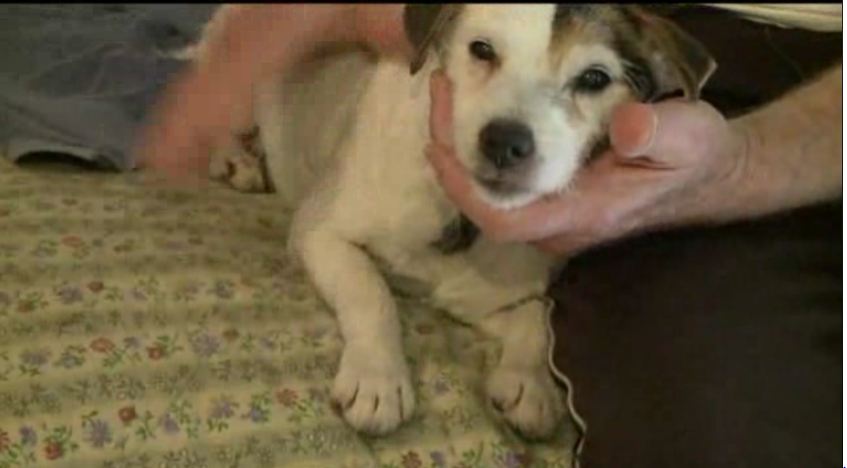 Elderly Blind And Deaf Jack Russell Terrier Missing For Two Weeks Is Found Safe