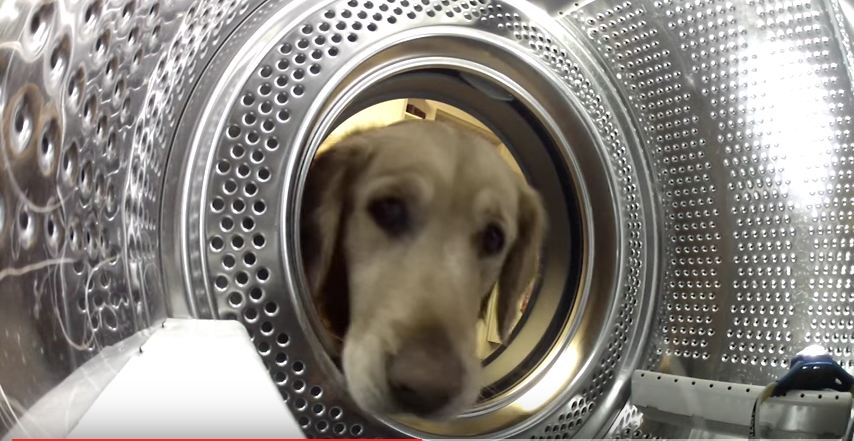 This Worried Golden Retriever Is On The Hunt For Something Special. Wait Till You See!