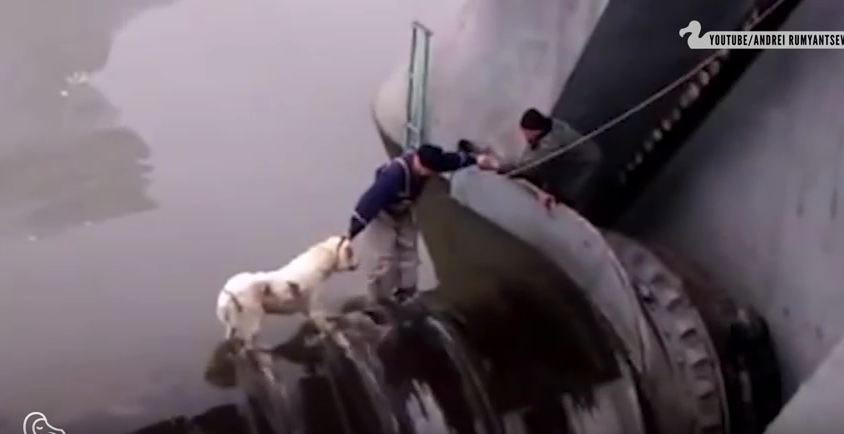 Watch These People Risk It All In Order To Save Man’s Best Friend