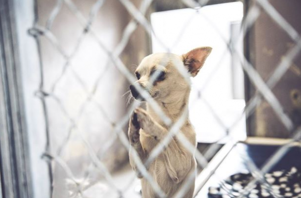 Homeless Chihuahua Photographed “Praying” Gets Forever Home