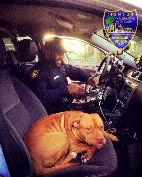 Runaway Pit Bull Christens Rookie Cop’s New Cruiser