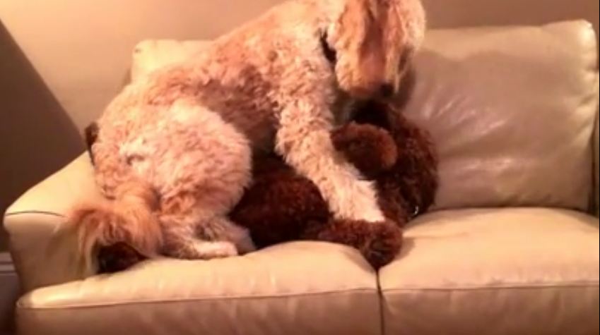 This Dog Is Having A Bad Dream. But Watch What His Friend Does…