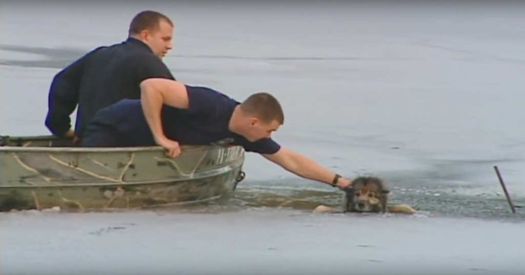 This Dog Was Drowning In A Freezing Pond. When I Saw What They Had To Do To Rescue Him, My Jaw DROPPED.