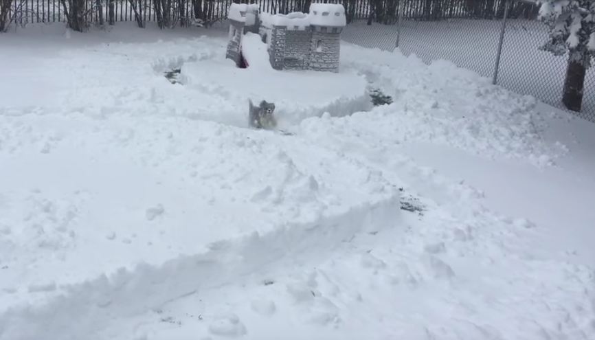 Watch Finn The Tiny Dog Go Crazy In The Snow