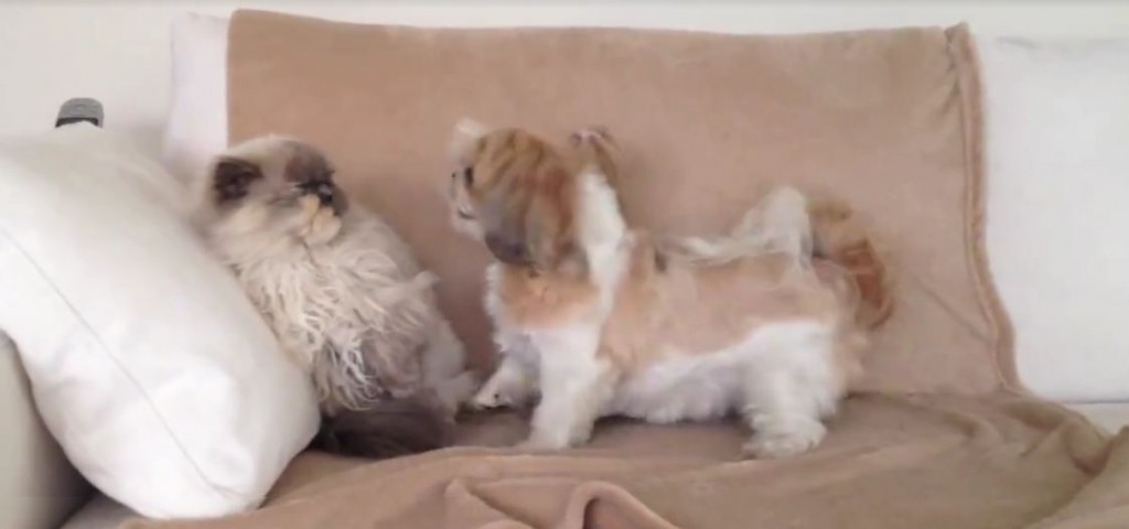 Dogs Ask Cats To Be Their Best Friend Forever