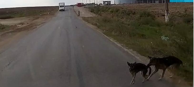 Hero Dog Saves Her Best Friend From Being Struck By A Speeding Car