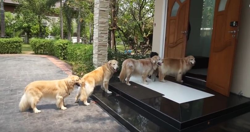 Watch These Obedient Dogs Wait To Have Their Feet Cleaned Before Entering The House