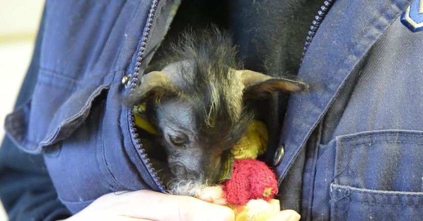 This Rescue Dog Is So Tiny, He Has A Wardrobe Made From Children’s Socks!