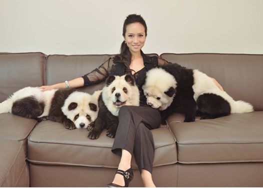 Woman Who Transforms Her Dogs Into Pandas For Photoshoots Meets Controversy