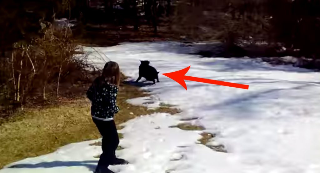 They Let Their Dog Out In The Snow. And What He Did Left Them In Tears! LOL!