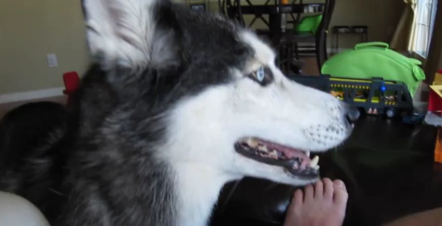 Mishka the Talking Husky says “Bye Bye”