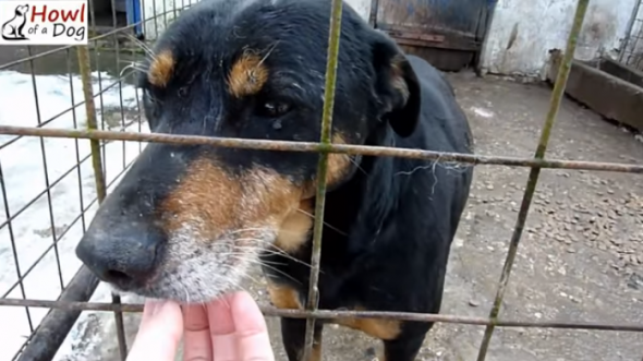 Senior Dog Goes from Caged and Forgotten to Loved and Pampered