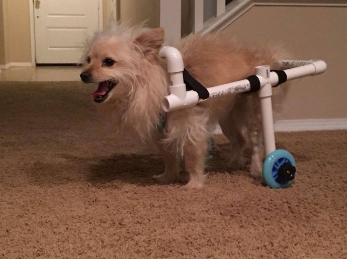Man Creates Wheelchair For His Girlfriend’s Dog With Just $40