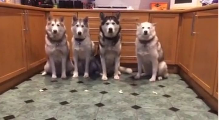 An Exercise in Patience for Four Well Behaved Huskies