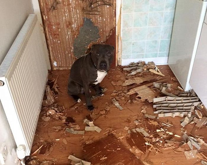 Dog Owner Returns From The Hospital And Finds His Apartment Trashed